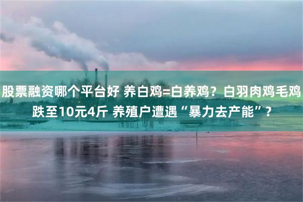 股票融资哪个平台好 养白鸡=白养鸡？白羽肉鸡毛鸡跌至10元4斤 养殖户遭遇“暴力去产能”？